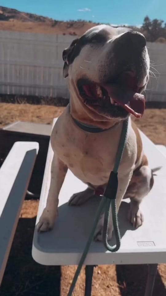 Post 3 by Marley’s Mutts on TikTok (video)
