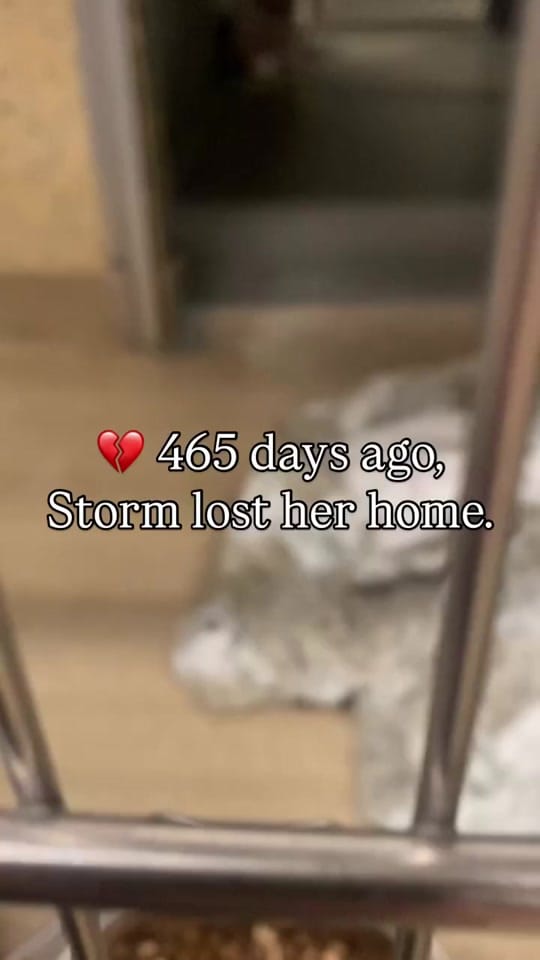 Post 6 by Storm & Friends ✨ on TikTok (video)