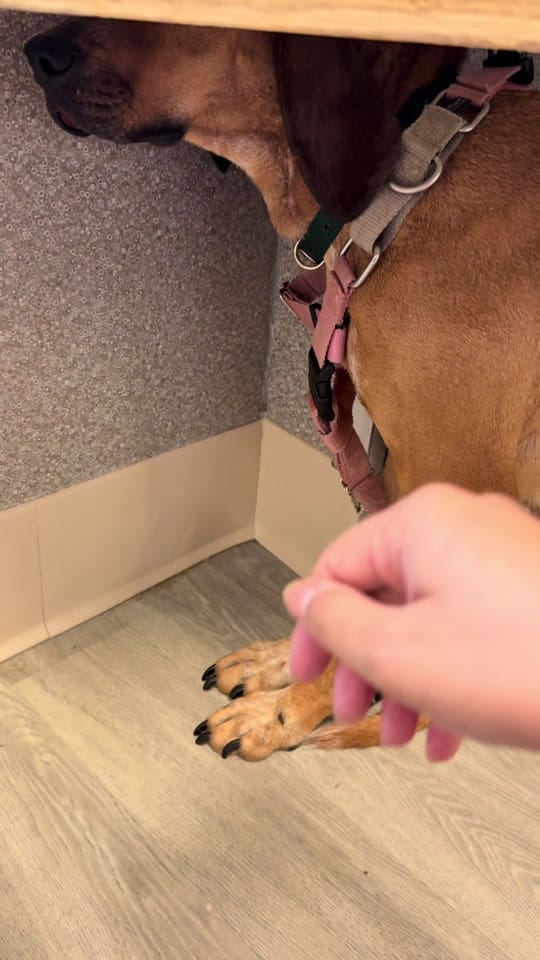 Post 7 by Hope For Life Rescue on TikTok (video)