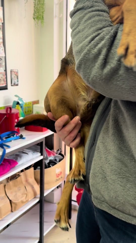 Post 8 by Hope For Life Rescue on TikTok (video)