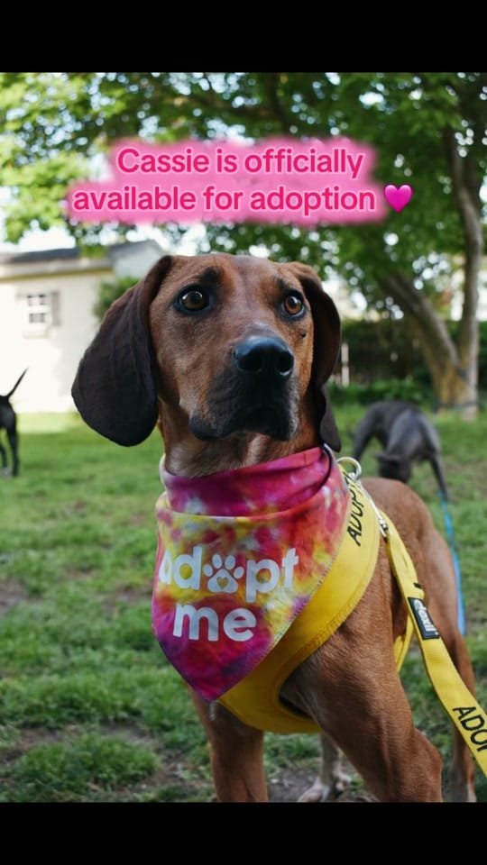 Post 2 by Hope For Life Rescue on TikTok (video)