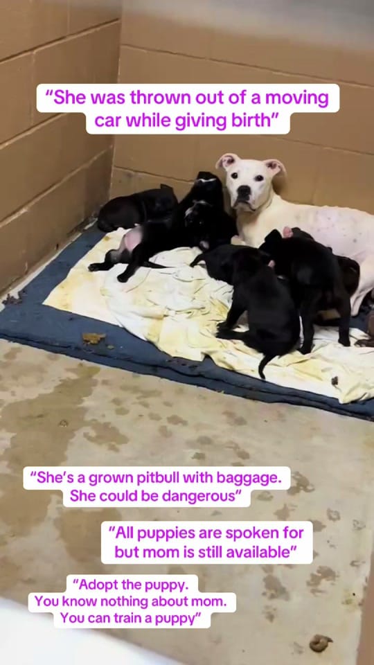 Post 4 by Hope For Life Rescue on TikTok (video)