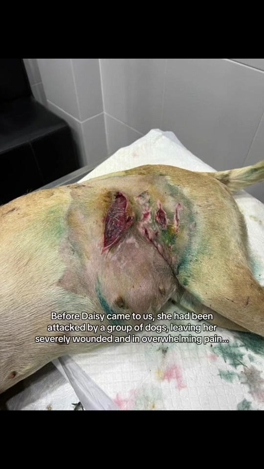 Post 9 by Hope For Life Rescue on TikTok (video)