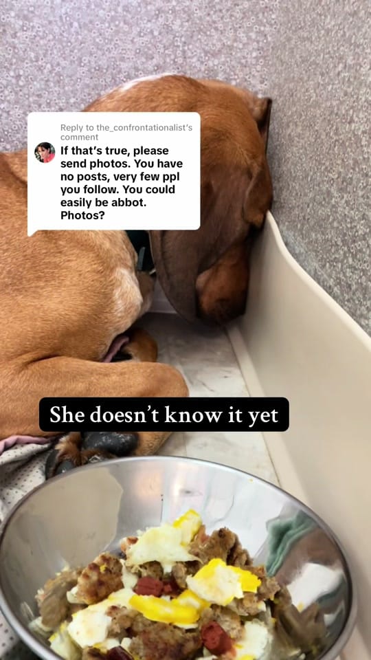 Post 5 by Hope For Life Rescue on TikTok (video)