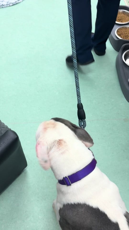 Post 1 by Hope For Life Rescue on TikTok (video)