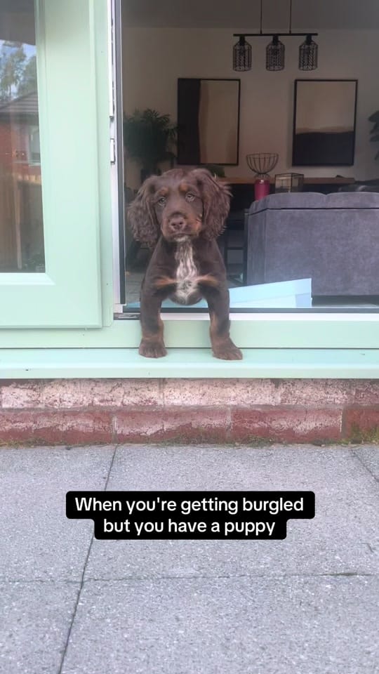 Post 8 by Adam Russell on TikTok (video)