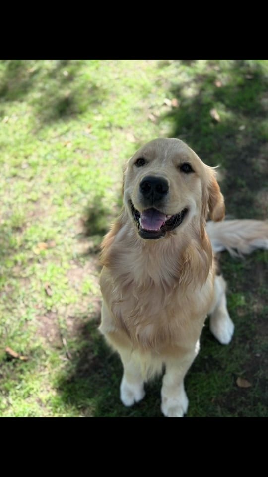 Post 7 by K-9 Companions Dog Training on TikTok (video)