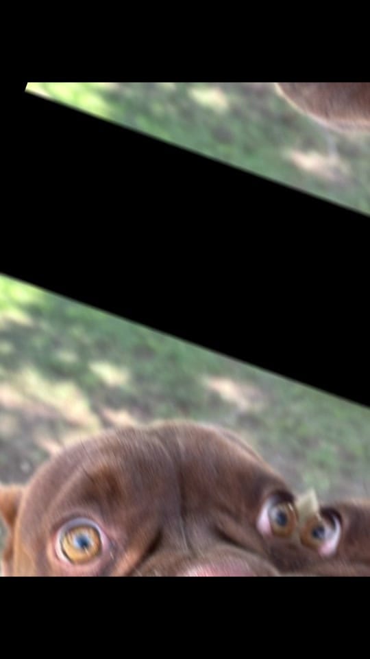Post 6 by K-9 Companions Dog Training on TikTok (video)