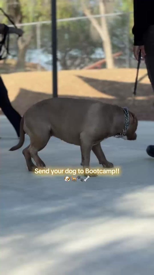 Post 10 by K-9 Companions Dog Training on TikTok (video)