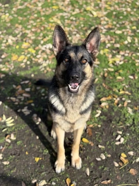 Post 3 by K-9 Companions Dog Training on TikTok (video)