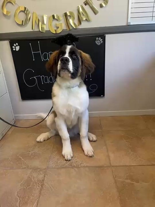 Post 4 by K-9 Companions Dog Training on TikTok (video)