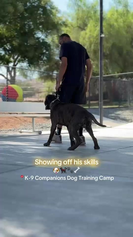 Post 9 by K-9 Companions Dog Training on TikTok (video)