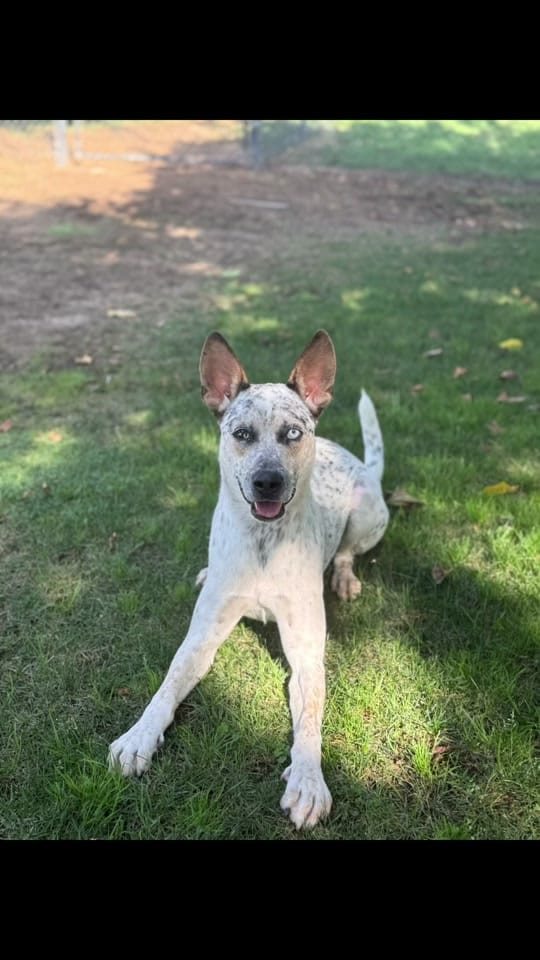 Post 8 by K-9 Companions Dog Training on TikTok (video)