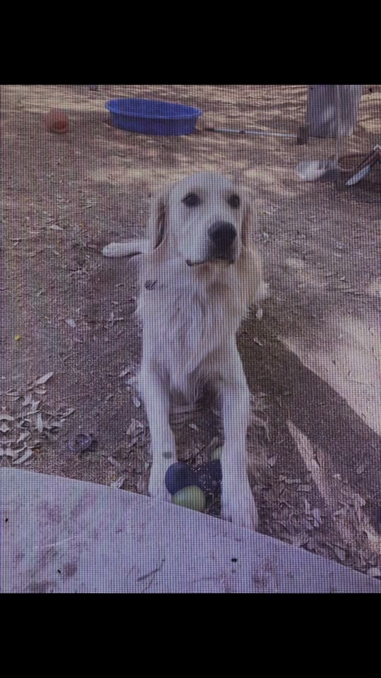 Post 1 by K-9 Companions Dog Training on TikTok (video)