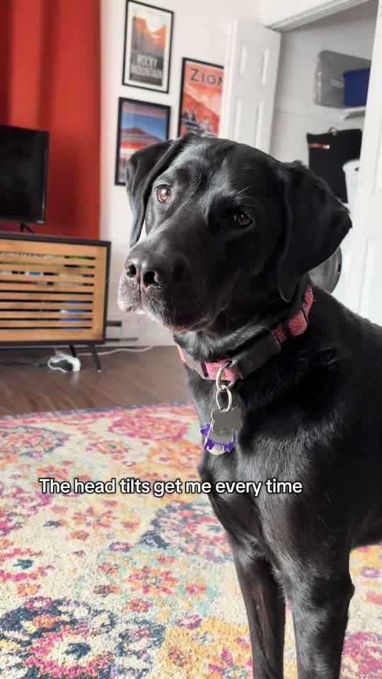 Post 5 by Emma and Moxie on TikTok (video)