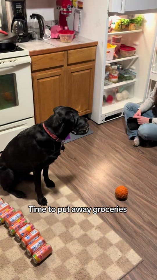 Post 1 by Emma and Moxie on TikTok (video)