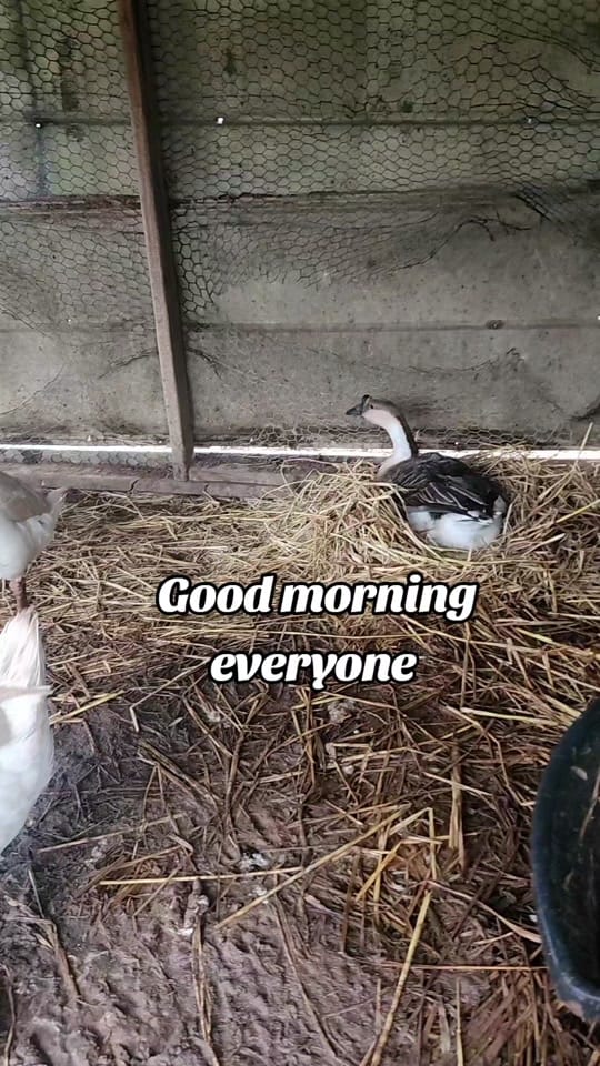 Post 1 by P Ridge Family Farm on TikTok (video)