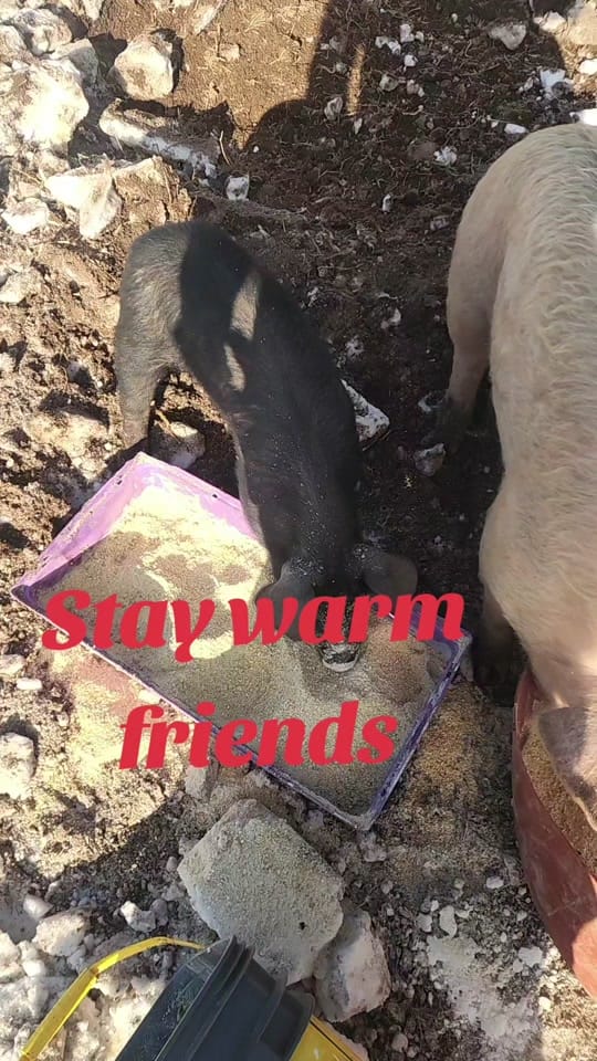 Post 10 by P Ridge Family Farm on TikTok (video)