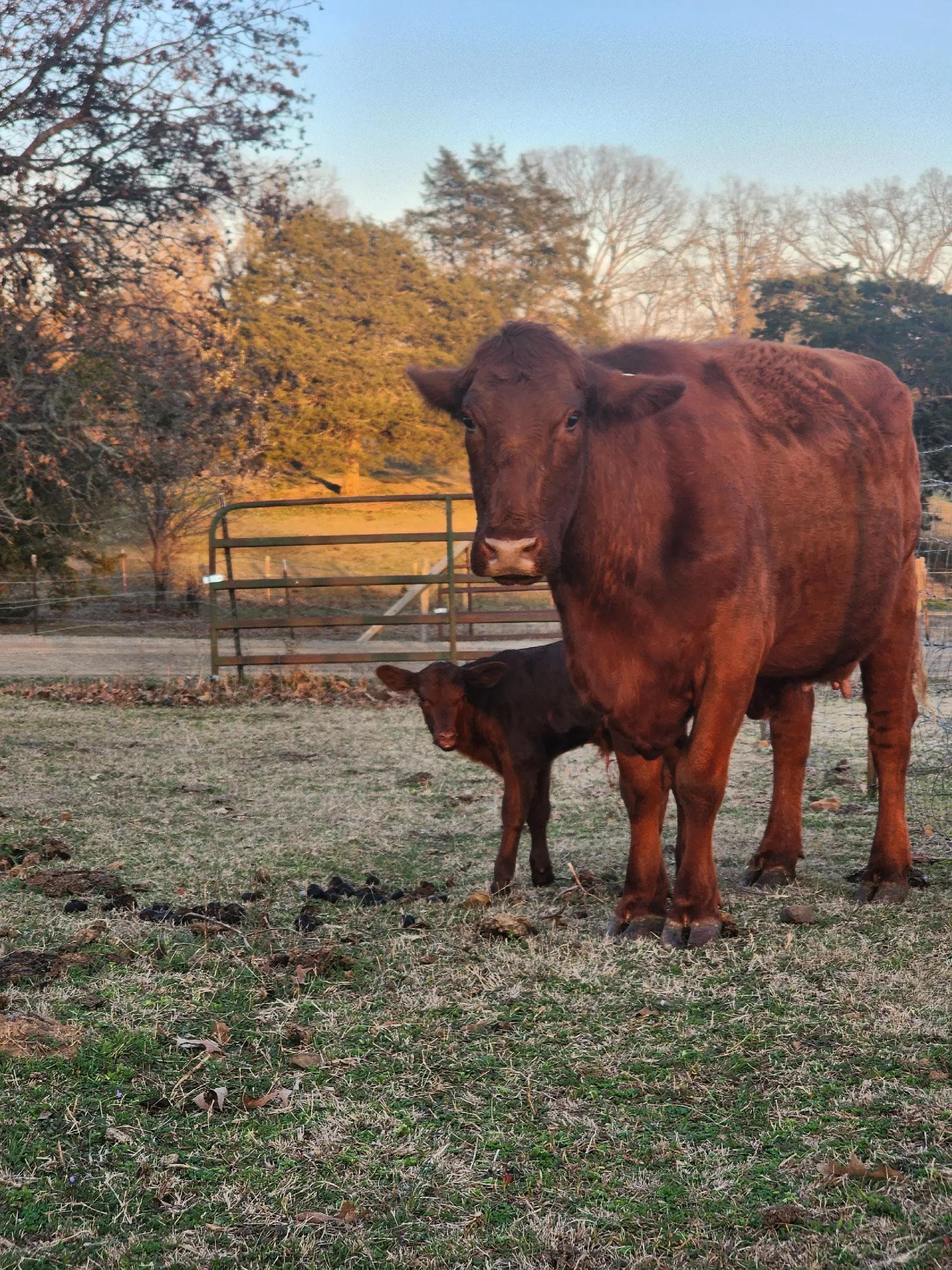 Post 3 by P Ridge Family Farm on TikTok (video)