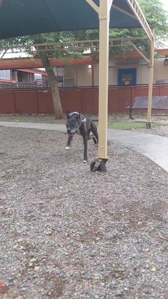Post 2 by MaricopaPets on TikTok (video)