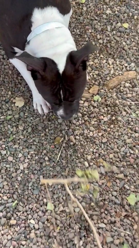 Post 5 by MaricopaPets on TikTok (video)