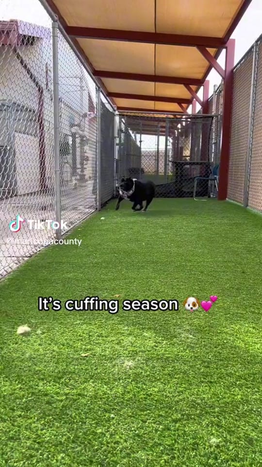 Post 1 by MaricopaPets on TikTok (video)