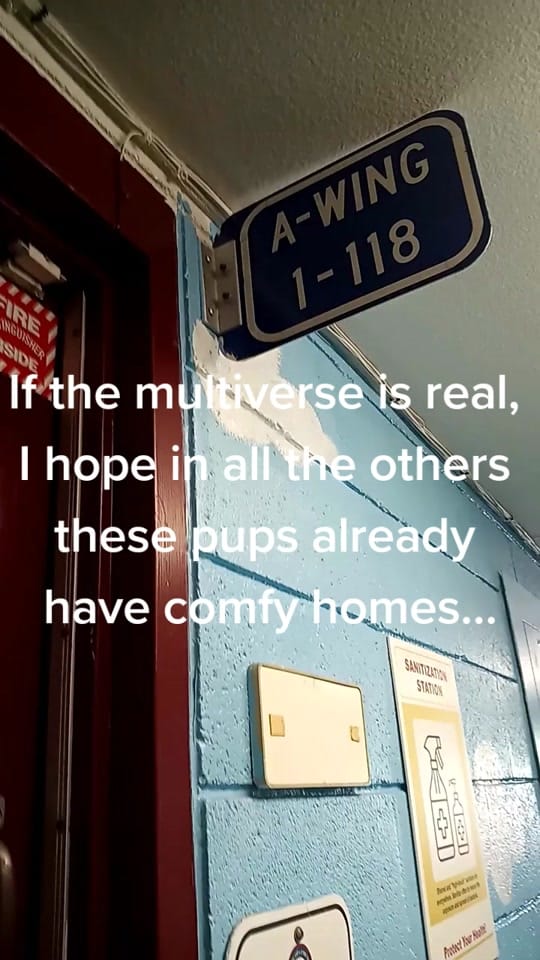 Post 3 by MaricopaPets on TikTok (video)