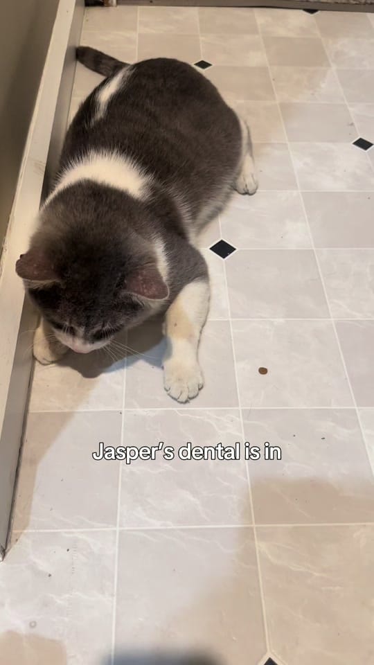 Post 9 by Pepper’s Pals Cat Rescue on TikTok (video)