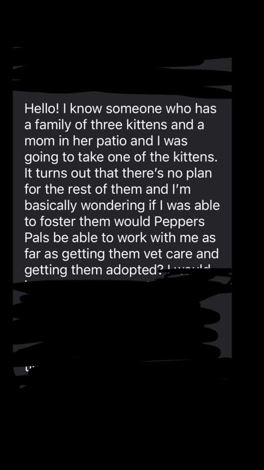 Post 7 by Pepper’s Pals Cat Rescue on TikTok (video)