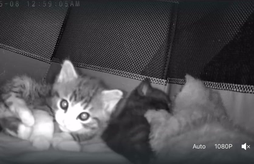 Post 6 by Pepper’s Pals Cat Rescue on TikTok (video)