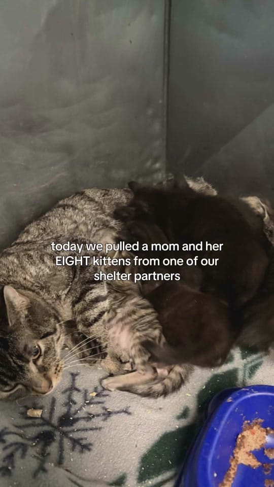 Post 5 by Pepper’s Pals Cat Rescue on TikTok (video)