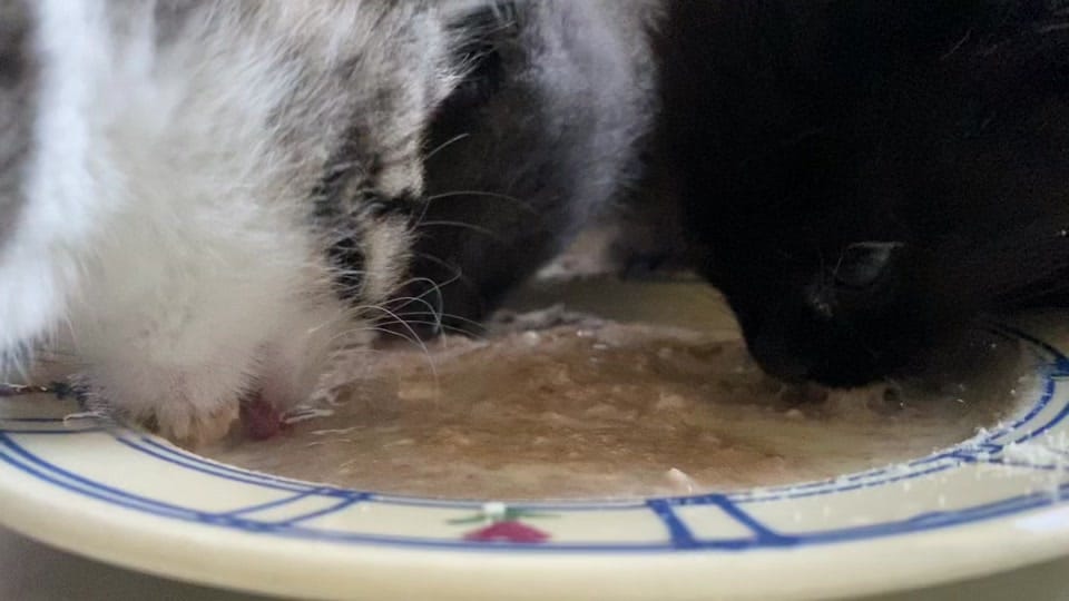 Post 3 by Pepper’s Pals Cat Rescue on TikTok (video)