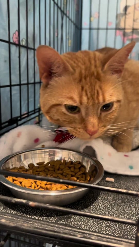 Post 8 by Pepper’s Pals Cat Rescue on TikTok (video)