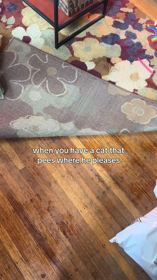 Post 4 by Pepper’s Pals Cat Rescue on TikTok (video)
