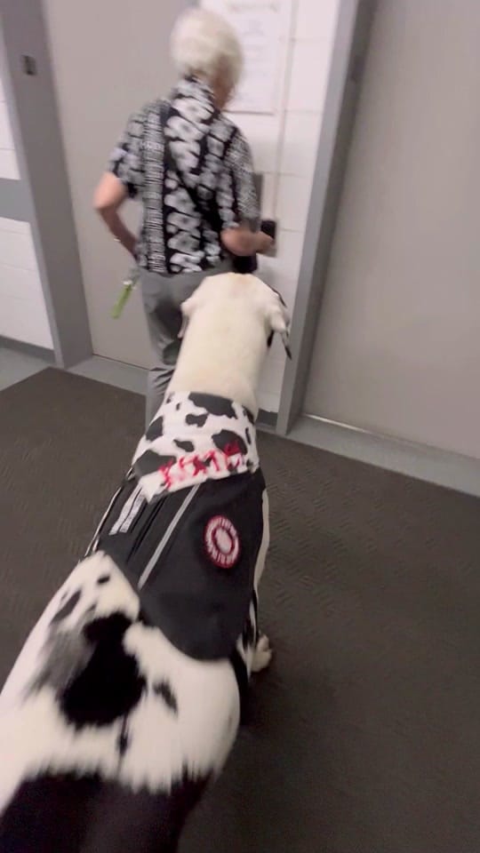 Post 8 by kernelthegreatdane on TikTok (video)