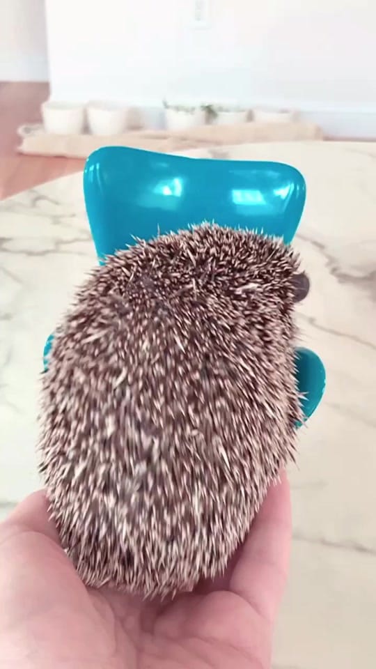 Post 10 by kernelthegreatdane on TikTok (video)