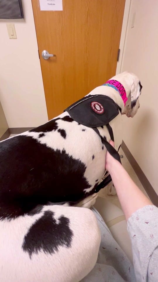 Post 9 by kernelthegreatdane on TikTok (video)