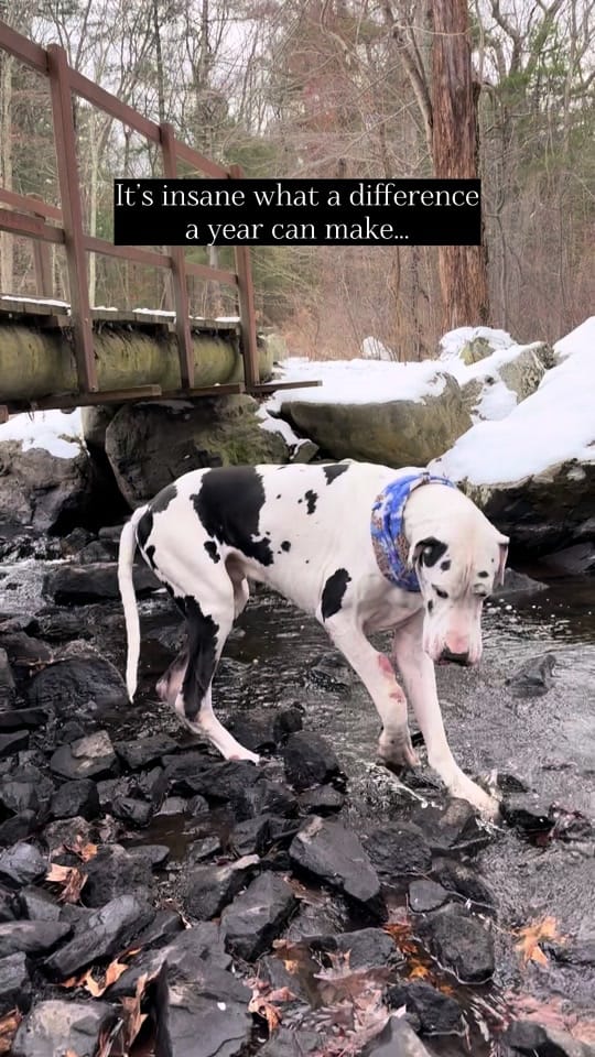 Post 4 by kernelthegreatdane on TikTok (video)