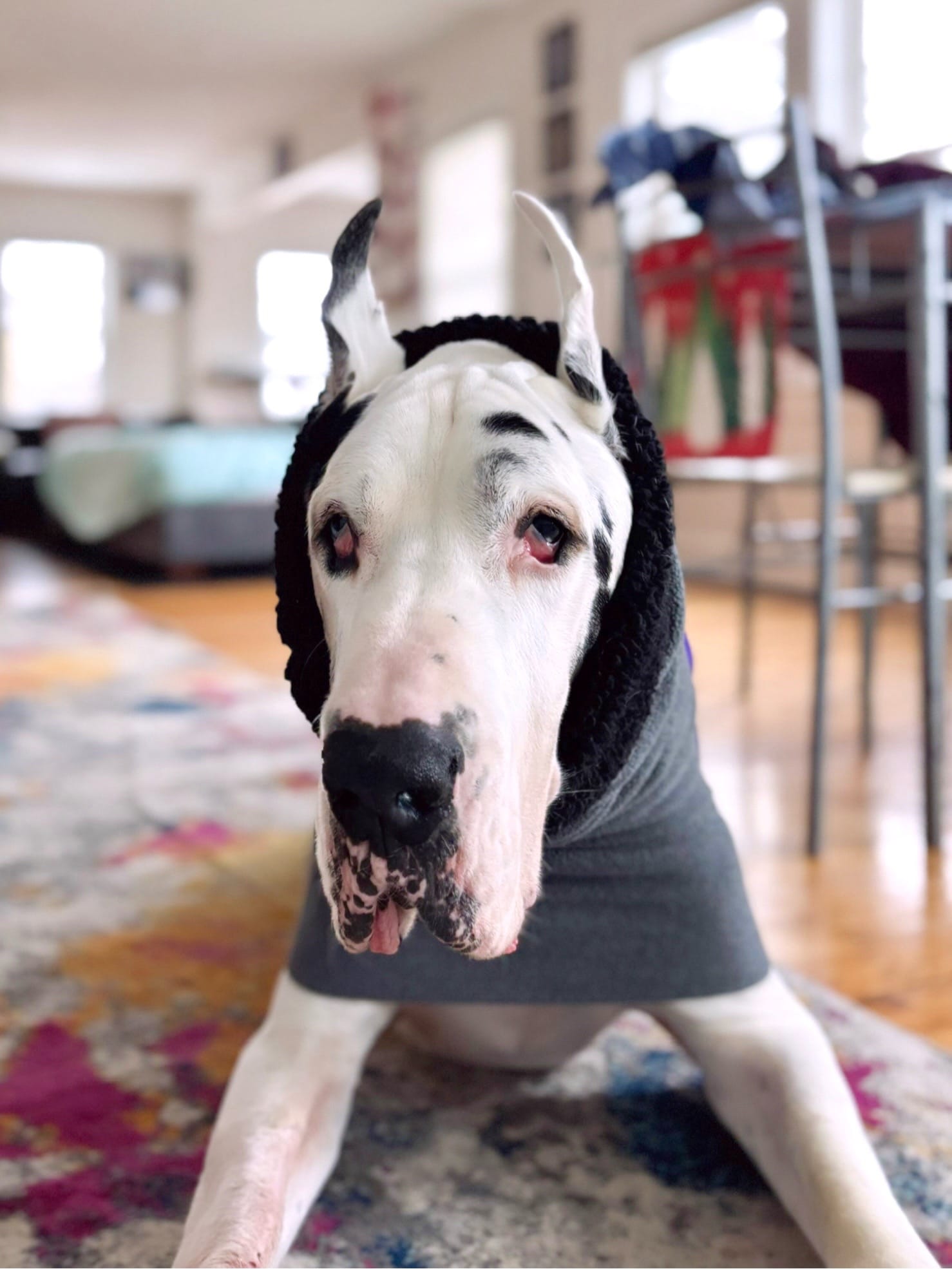 Post 5 by kernelthegreatdane on TikTok (video)