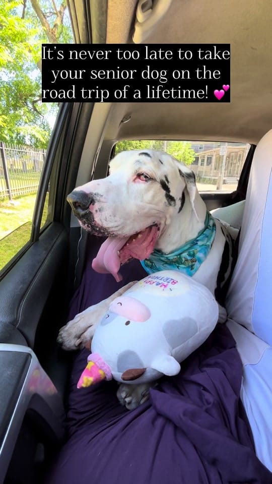 Post 1 by kernelthegreatdane on TikTok (video)