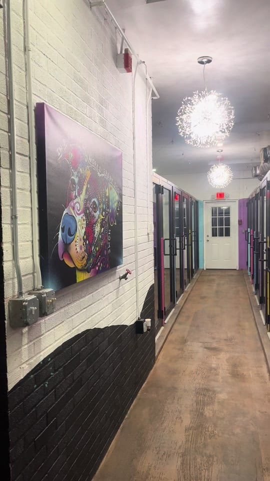 Post 10 by Hotel for Homeless Dogs 🏩 on TikTok (video)