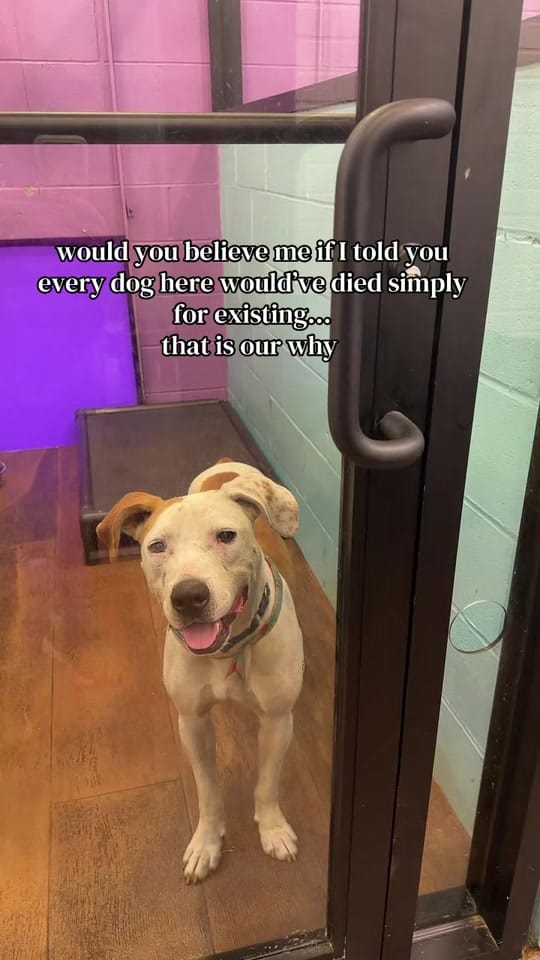Post 2 by Hotel for Homeless Dogs 🏩 on TikTok (video)