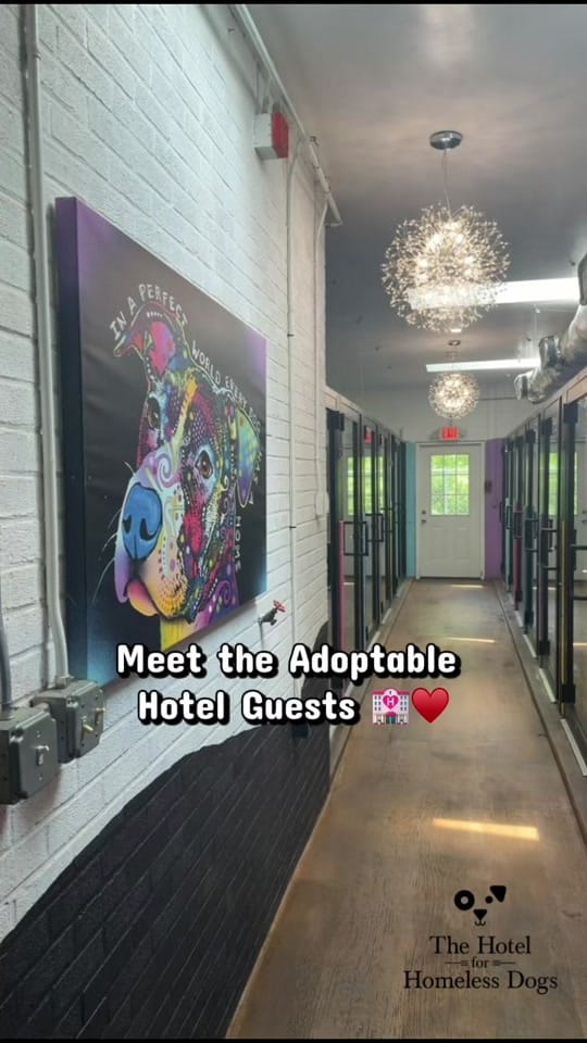 Post 3 by Hotel for Homeless Dogs 🏩 on TikTok (video)