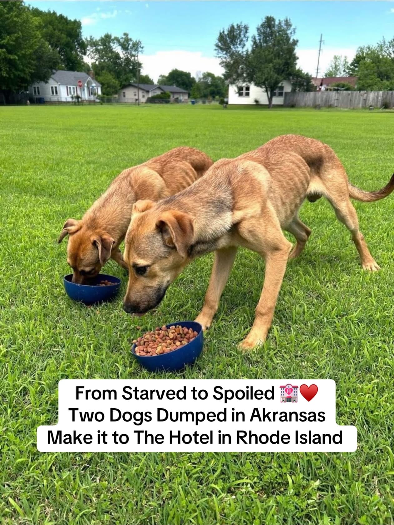 Post 4 by Hotel for Homeless Dogs 🏩 on TikTok (video)
