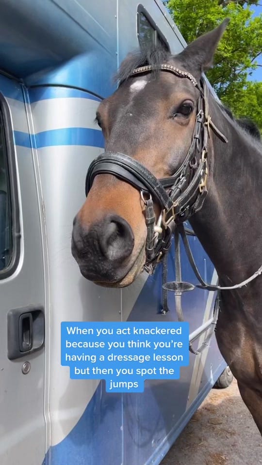 Post 8 by Georgia Devonport Eventing on TikTok (video)