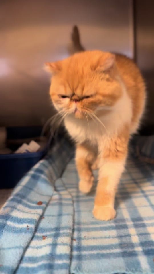 Post 9 by CasandraLynn_ on TikTok (video)