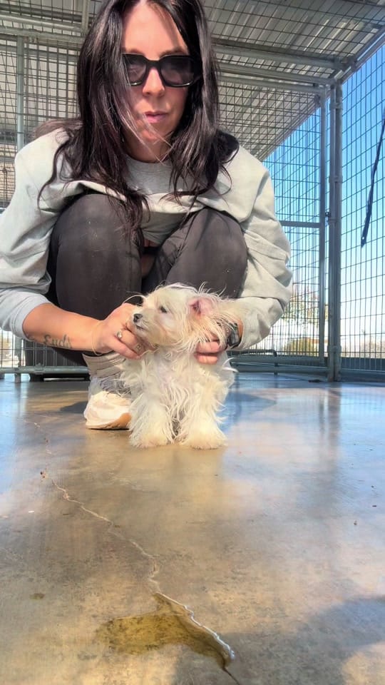 Post 7 by CasandraLynn_ on TikTok (video)