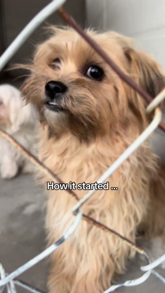 Post 6 by CasandraLynn_ on TikTok (video)