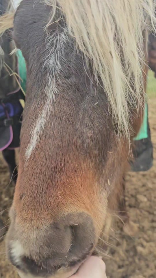 Post 3 by LicknChewHorsemanship on TikTok (video)