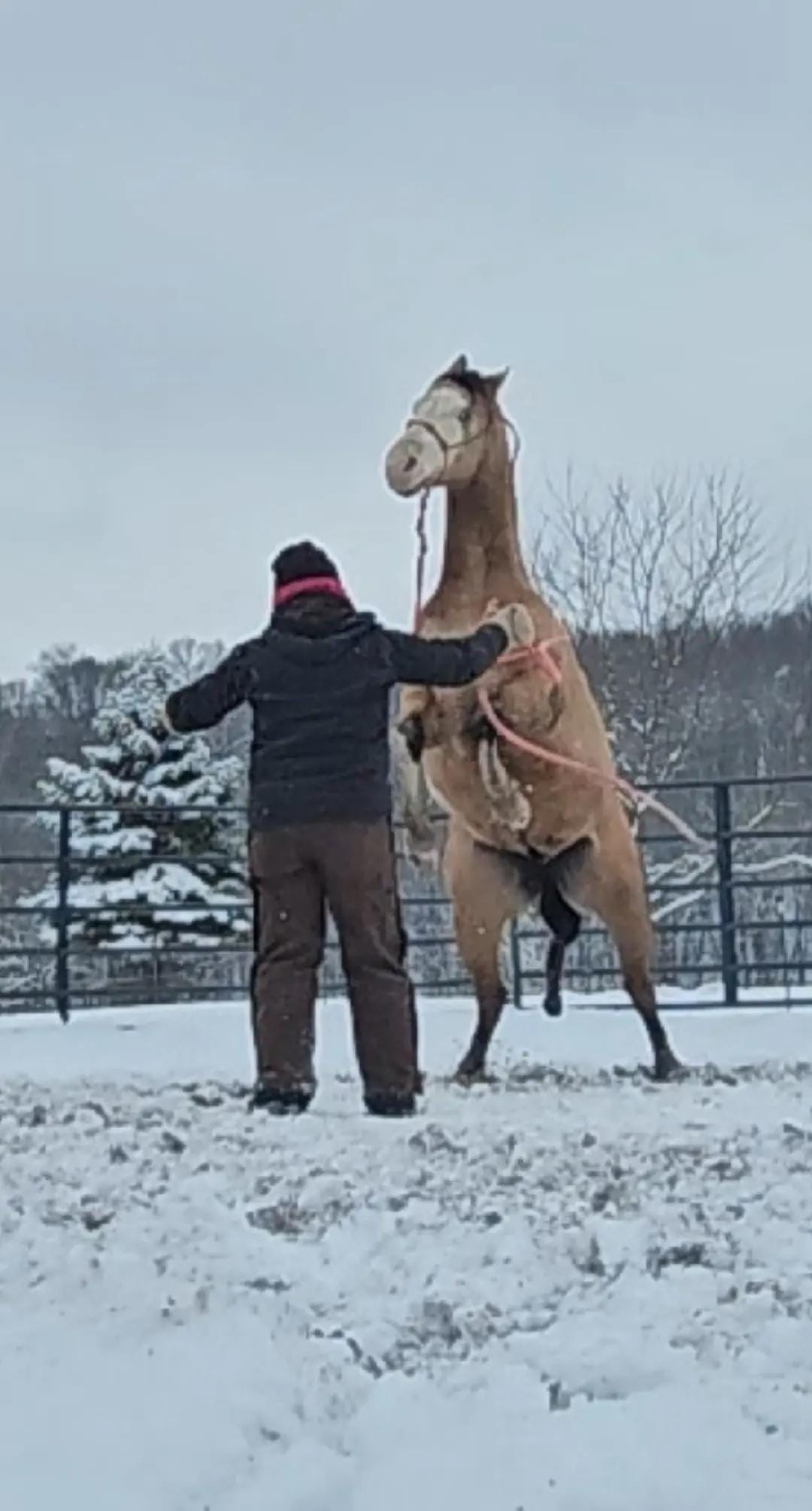 Post 5 by LicknChewHorsemanship on TikTok (video)